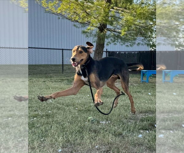Medium Photo #3 Black and Tan Coonhound-Unknown Mix Puppy For Sale in Evansville, IN, USA
