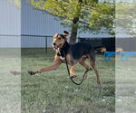 Small #2 Black and Tan Coonhound Mix