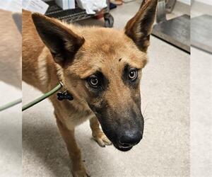 Mutt Dogs for adoption in Bakersfield, CA, USA