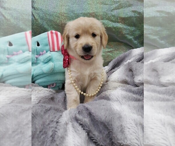 Medium Photo #1 Golden Retriever Puppy For Sale in GANADO, TX, USA