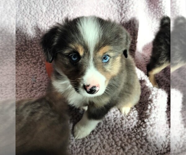Medium Photo #1 Australian Shepherd Puppy For Sale in BUCKLEY, WA, USA