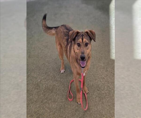 Medium Photo #1 German Shepherd Dog-Unknown Mix Puppy For Sale in Las Vegas, NV, USA