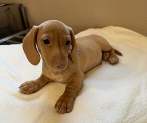 Dachshund Puppy for sale in WEBSTER, FL, USA