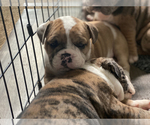 Small Photo #2 Olde English Bulldogge Puppy For Sale in OVERLAND, KS, USA