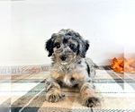 Small #3 Bernedoodle (Miniature)