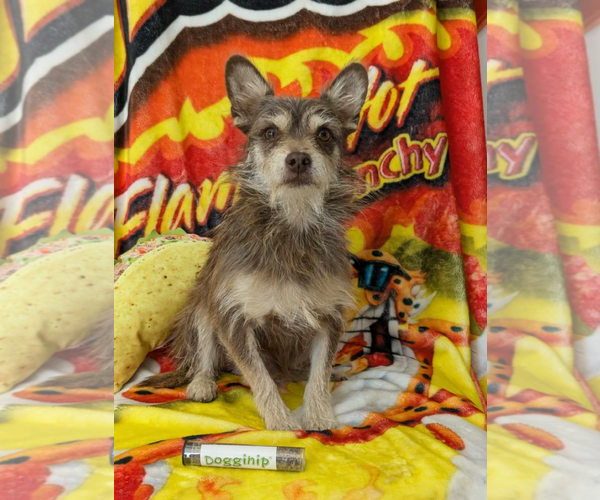 Medium Photo #1 Mutt Puppy For Sale in Fresno, CA, USA