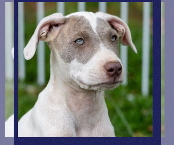 Medium Photo #3 American Bulldog-Whippet Mix Puppy For Sale in Milner, GA, USA