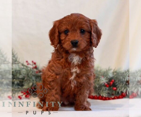 Medium Photo #1 Cavapoo (Miniature) Puppy For Sale in LITITZ, PA, USA