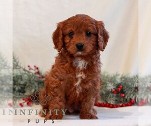 Cavapoo (Miniature) Puppy for sale in LITITZ, PA, USA