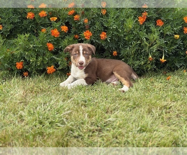 Medium Photo #3 Border Collie Puppy For Sale in AMES, IA, USA