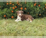 Small #2 Border Collie