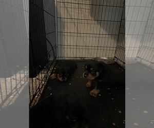 Rottweiler Puppy for sale in CLEVELAND, OH, USA