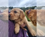 Small Photo #3 Golden Retriever Puppy For Sale in CLARKSTON, MI, USA