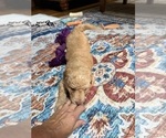 Small Photo #5 Aussiedoodle Puppy For Sale in SWANNANOA, NC, USA