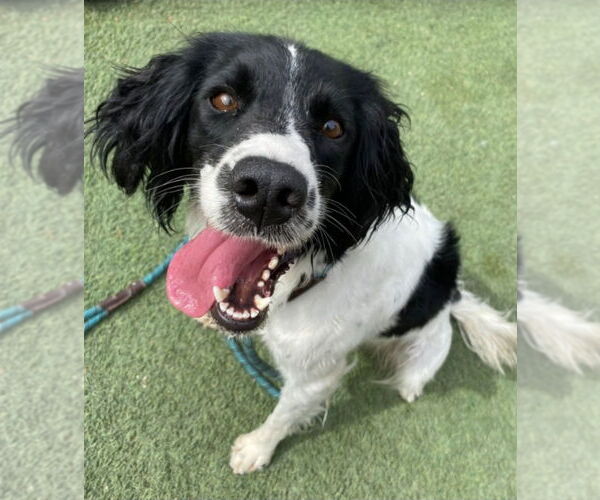 Medium Photo #3 Mutt Puppy For Sale in Lakewood, CO, USA