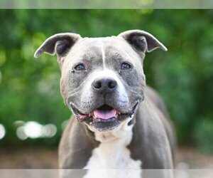 American Pit Bull Terrier-Unknown Mix Dogs for adoption in Tavares, FL, USA