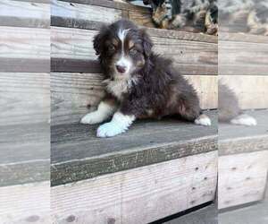 Australian Shepherd Puppy for sale in HARRISON, OH, USA
