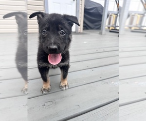 Alaskan Malamute-German Shepherd Dog Mix Puppy for sale in SAINT PETERSBURG, FL, USA