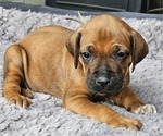 Puppy Puppy 4 Rhodesian Ridgeback