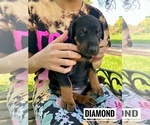 Small Photo #7 Doberman Pinscher Puppy For Sale in COLUMBUS, OH, USA