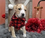 Small Photo #3 American Pit Bull Terrier Puppy For Sale in HONEY BROOK, PA, USA