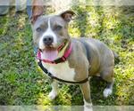 Small #3 American Staffordshire Terrier Mix