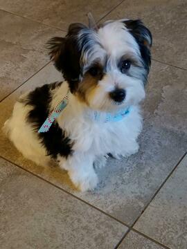 Medium Photo #3 Morkie Puppy For Sale in ORO VALLEY, AZ, USA