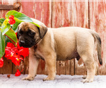 Small Photo #53 Mastiff Puppy For Sale in WAKARUSA, IN, USA