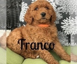 Small Photo #10 Goldendoodle Puppy For Sale in BOWLING GREEN, KY, USA