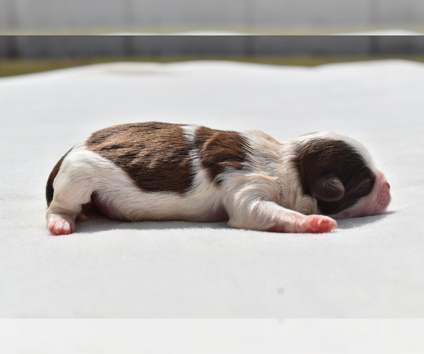 Medium Photo #4 Shih Tzu Puppy For Sale in PALM COAST, FL, USA