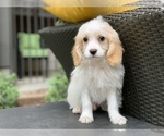 Small Photo #7 Cavachon Puppy For Sale in HOUSTON, TX, USA