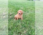 Small Photo #3 Goldendoodle Puppy For Sale in NICKELSVILLE, VA, USA