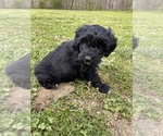 Small #2 Aussiedoodle Miniature 