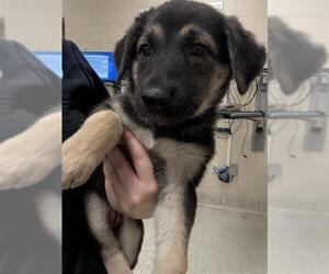 German Shepherd Dog-Unknown Mix Dogs for adoption in Conroe, TX, USA