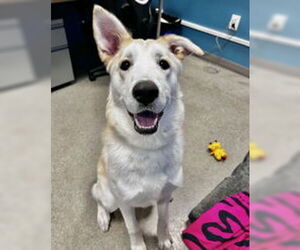 Siberian Husky Dogs for adoption in Salinas, CA, USA