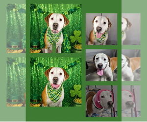 Beau - Male Bullboxer Pit Dog for Adoption - Photo #12