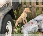 Small Photo #5 Great Dane Puppy For Sale in WILMER, AL, USA