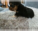 Litter of 3 - Male(s) and Female(s) Yorkshire TerrierLitter of Puppies for Sale - Photo #4