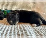 Small #2 Belgian Sheepdog-Great Pyrenees Mix