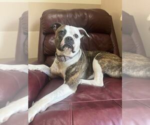 Bullboxer Pit Dogs for adoption in GILBERTS, IL, USA