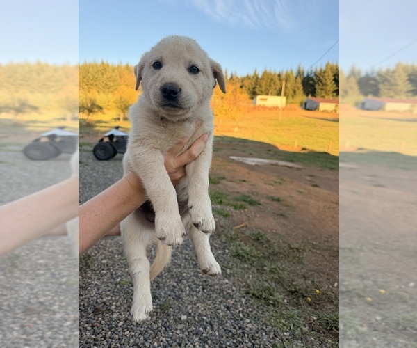Medium Photo #1 Goberian-Golden Labrador Mix Puppy For Sale in LA CENTER, WA, USA