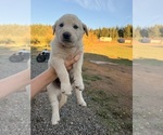 Puppy 6 Goberian-Golden Labrador Mix