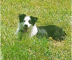 Father of the Australian Shepherd puppies born on 08/10/2025