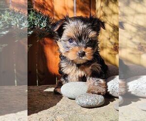 Yorkshire Terrier Puppy for sale in MANKATO, MN, USA