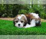 Small #4 ShihPoo