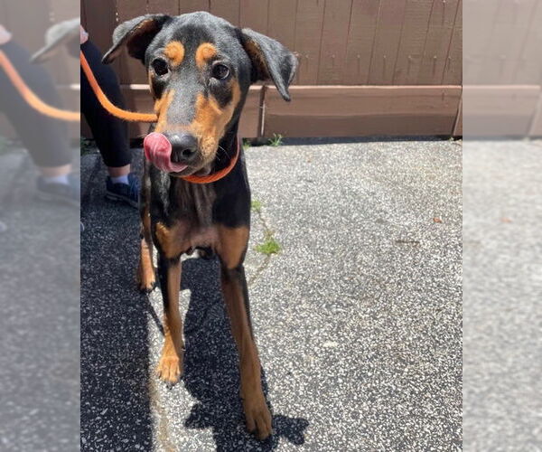 Medium Photo #23 Doberman Pinscher-Pointer Mix Puppy For Sale in Houston, TX, USA