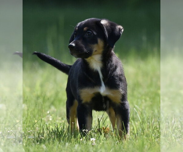 Medium Photo #5 Shepweiller Puppy For Sale in Mechanicsburg, PA, USA