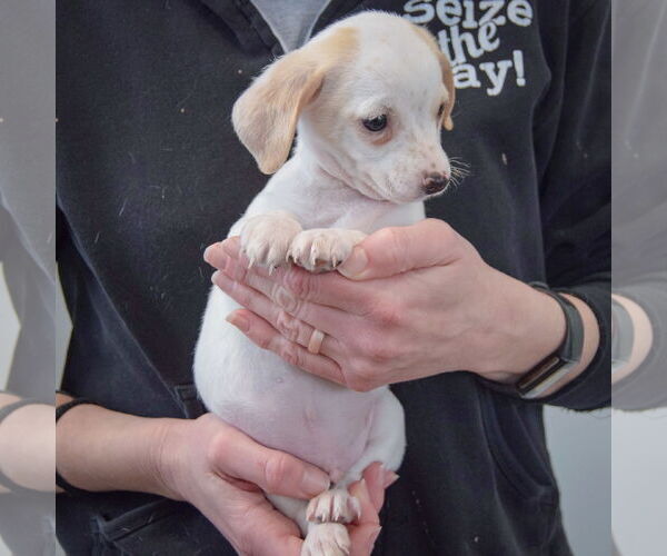 Medium Photo #4 Chiweenie Puppy For Sale in Huntley, IL, USA