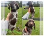 Puppy Male Green German Shorthaired Pointer