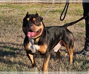 Father of the American Bully puppies born on 10/30/2023